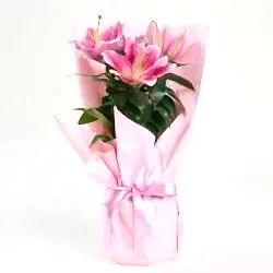Lilyum