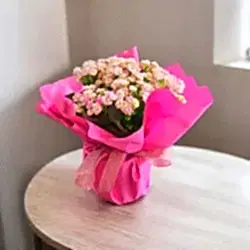 Kalanchoe çiçeği (Çiçek rengi değişiklik gösterebilir)