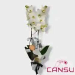 Çiftli(2 dal) Beyaz Orkide