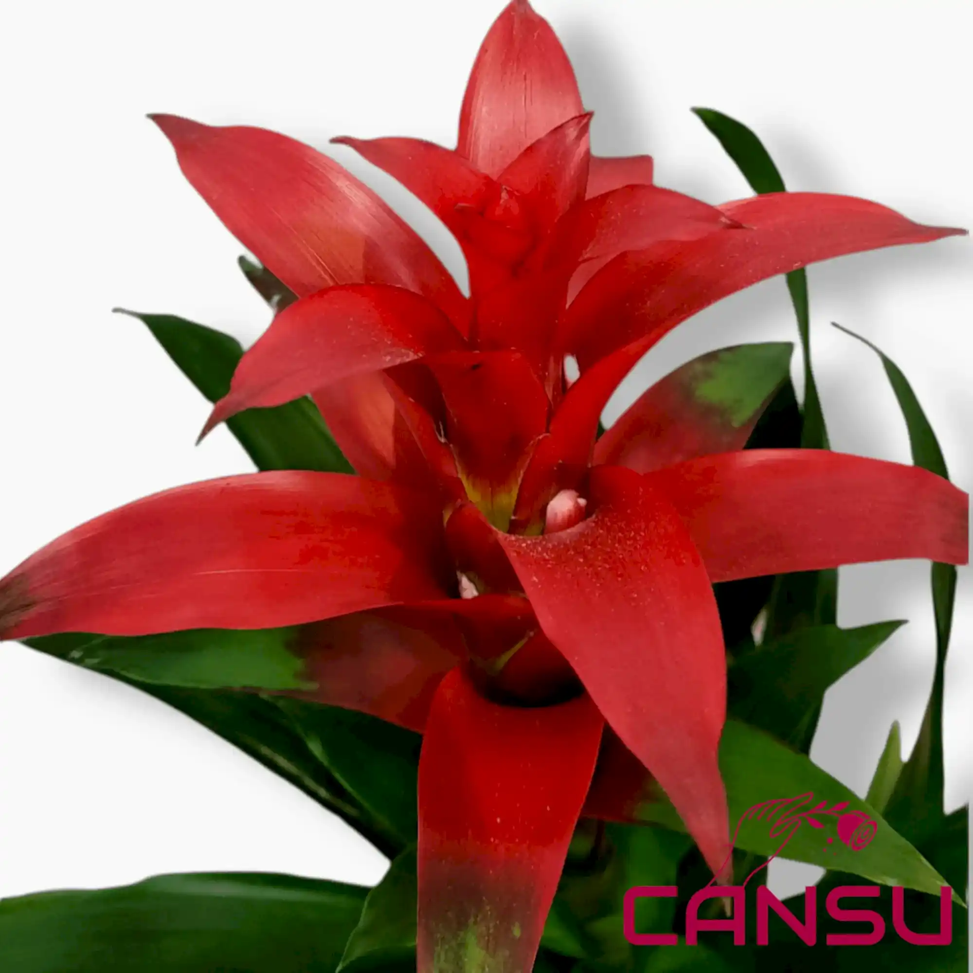 Guzmania - Görsel 4