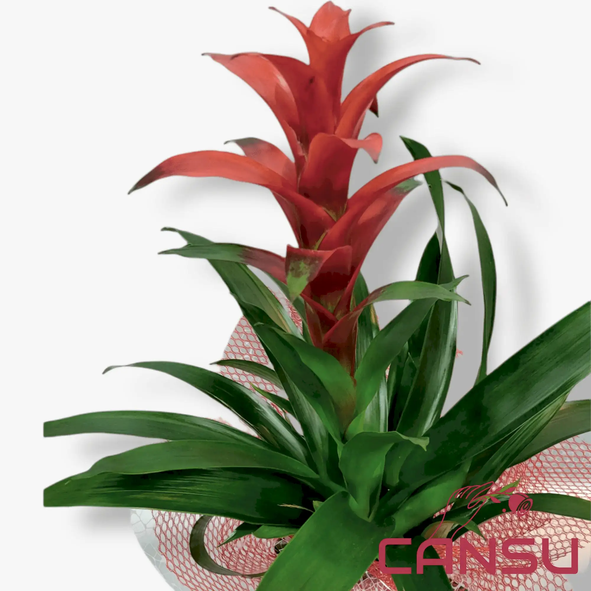 Guzmania - Görsel 3